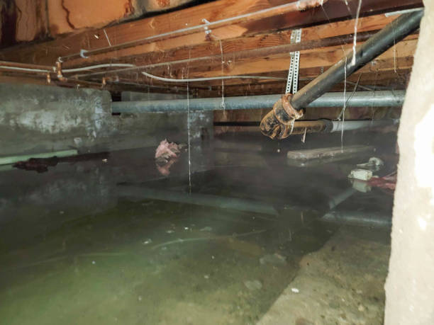 Best Local water damage restoration  in Weleetka, OK